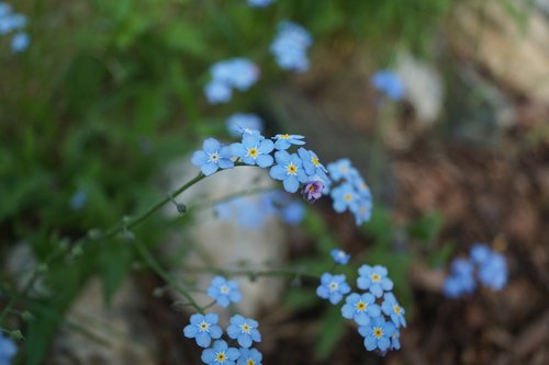 flower  flowers  blue