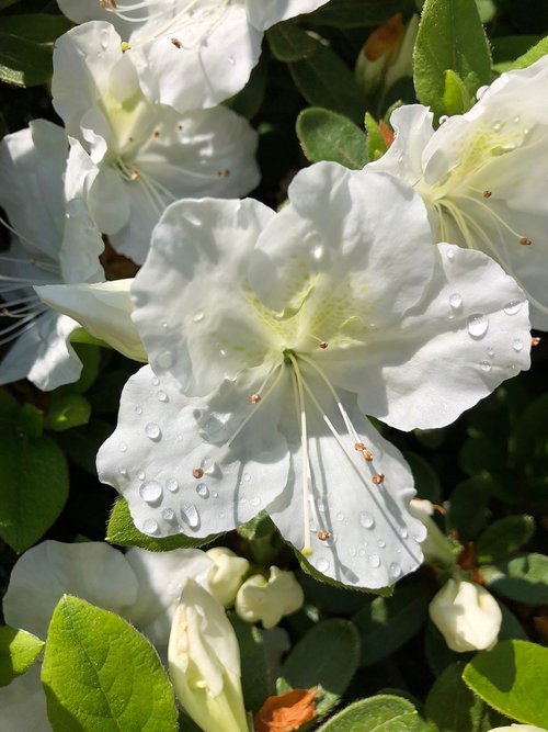 flower  raindrops  petal