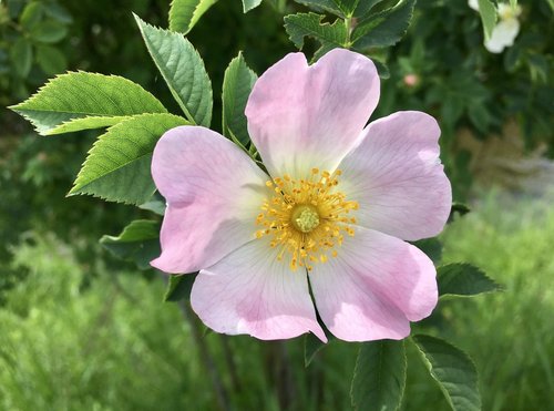 flower  summer  nature