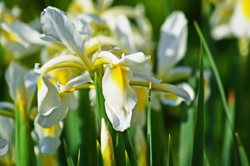 flower  plant  garden