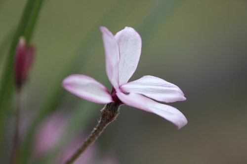 flower  pink  pink flower