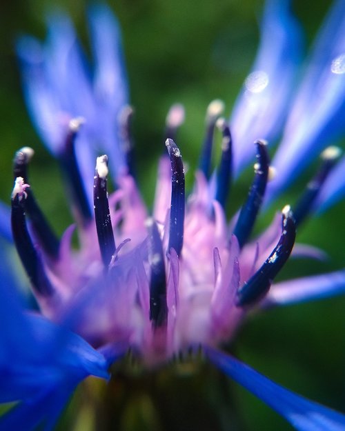 flower  macro