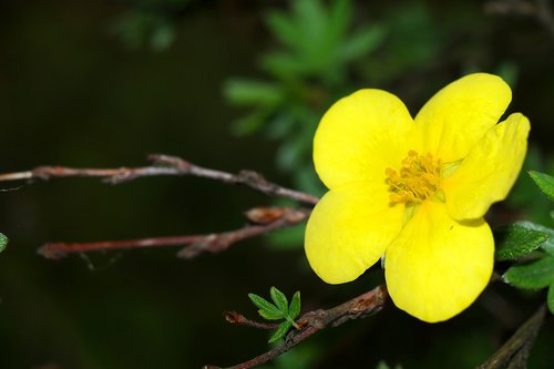 flower  bush  flowering