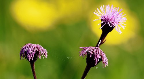 flower  desabrocar  spring