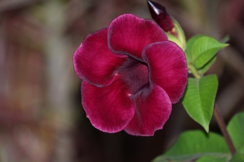 flower  desabrocar  spring