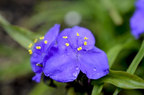 flower  purple  blue