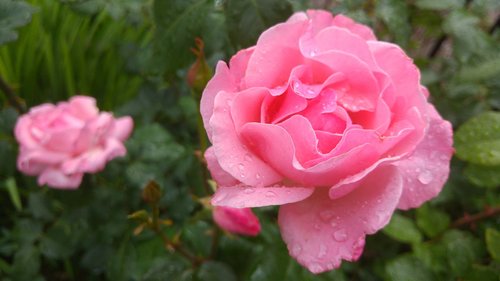 flower  rose  garden