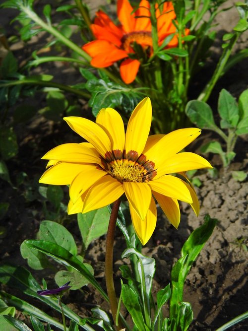 flower  gazánia  yellow flower