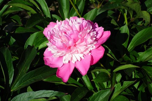 flower  peony  pink