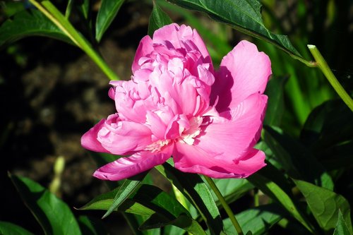 flower  peony  pink