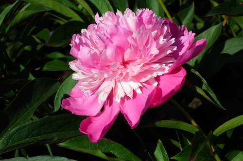 flower  peony  pink