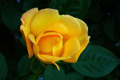 flower  rose  yellow