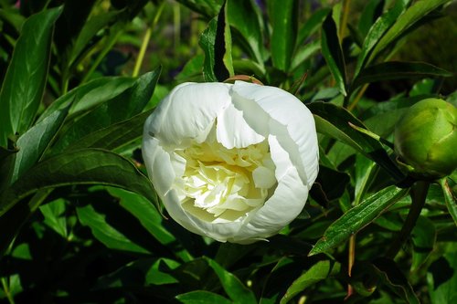 flower  peony  white