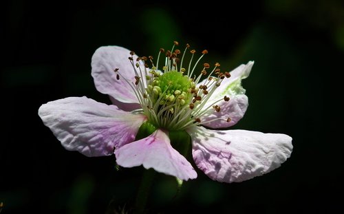 flower  blackberry  nature