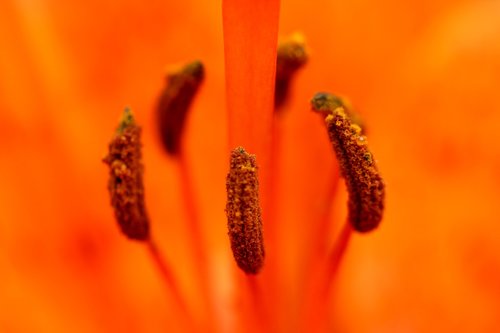flower  orange  pistil