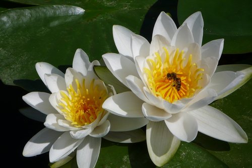 flower  water lily