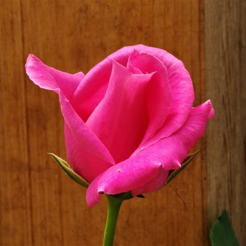 flower  rosa  rose