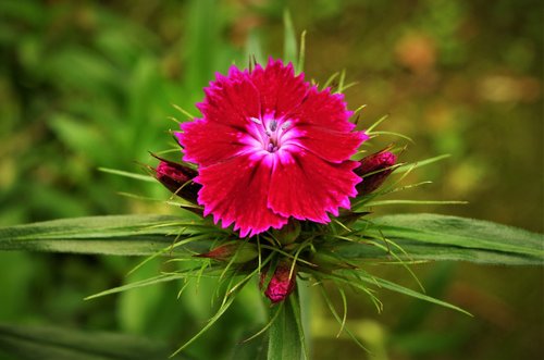 flower  carnation