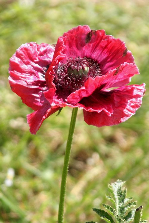 flower  poppy  spring