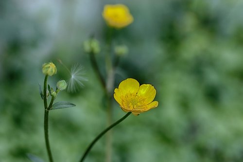 flower  spring flower  nature