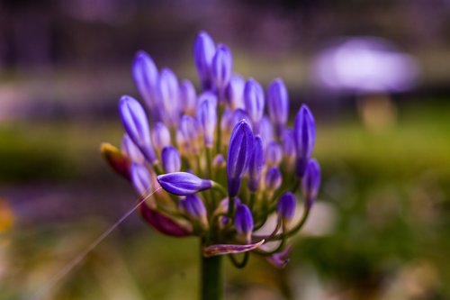 flower  lilac  flowers