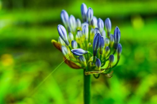 flower  garden  flowers