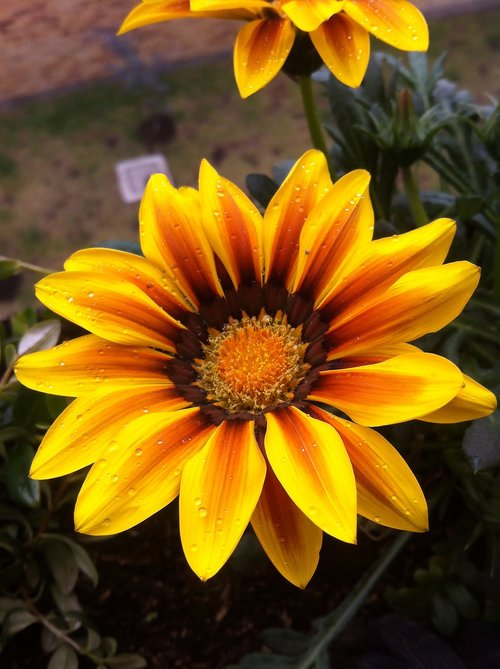 flower  sunflower  petals