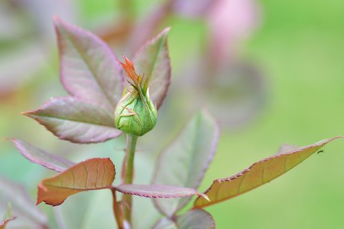 flower  button  plant