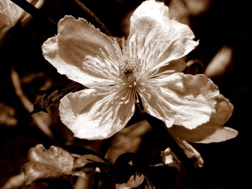 flower  sepia  tree