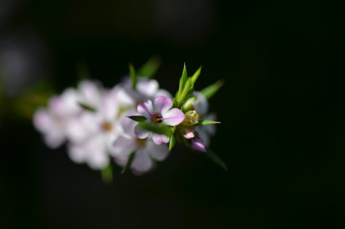 flower  bloom  blossom