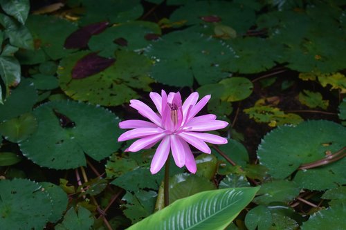 flower  lake  lilac flower