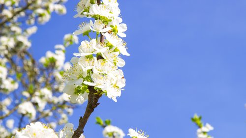 flower  cherry  plum