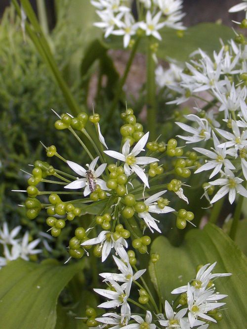 flower garden white