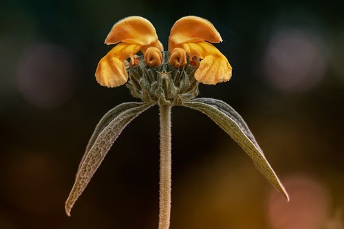 flower  garden  nature