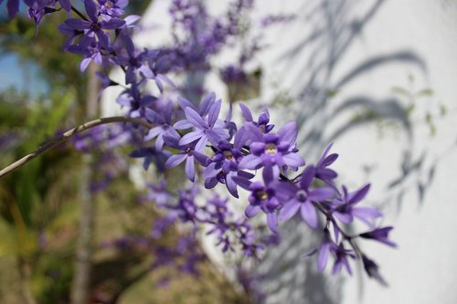 flower  purple  garden