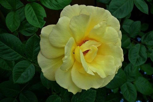 flower  rose  yellow rose