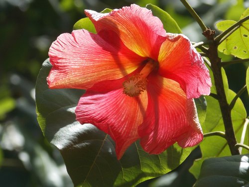 flower  maga  puerto rico