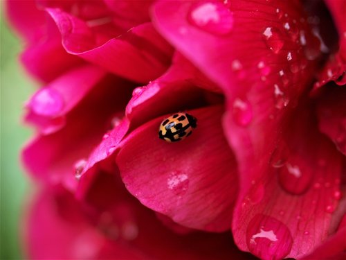 flower  bloom  insect