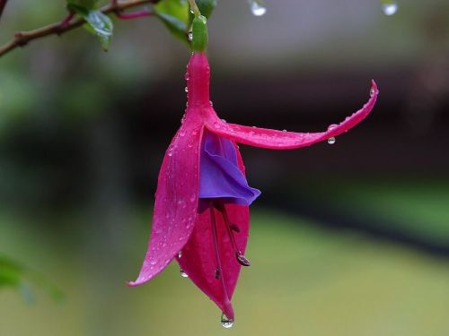 flower wet rain