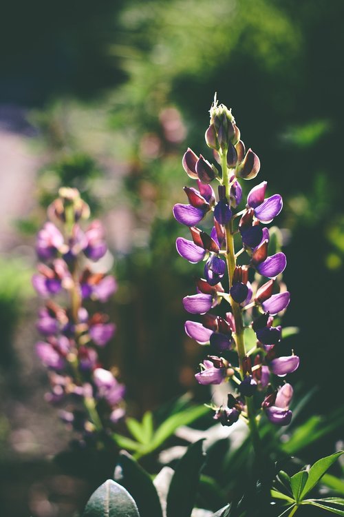 flower  lupins  violet