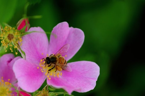 flower  bee  insect