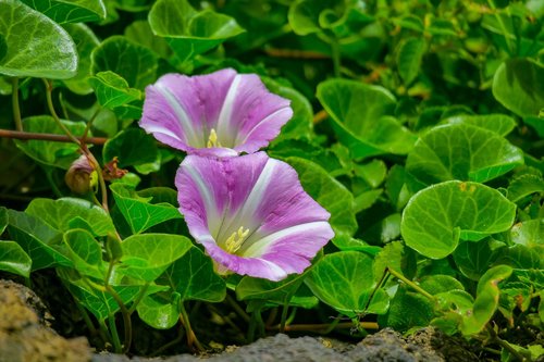 flower  wild flowers  plant