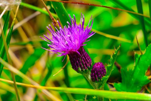 flower  wild flowers  plant