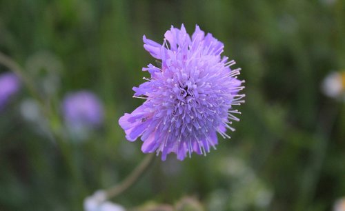 flower  purple  close up