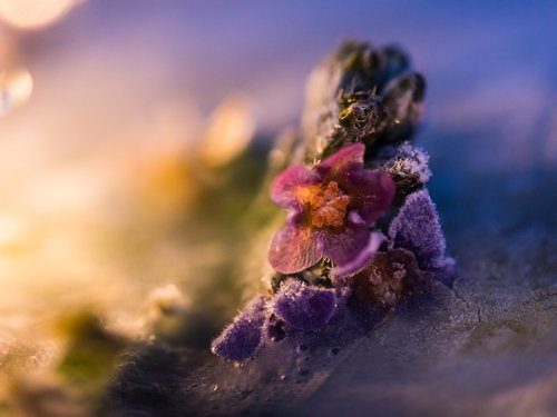 flower  frost  blossom