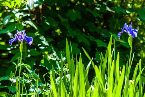 flower  nature  bloom