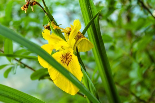 flower  lake  nature