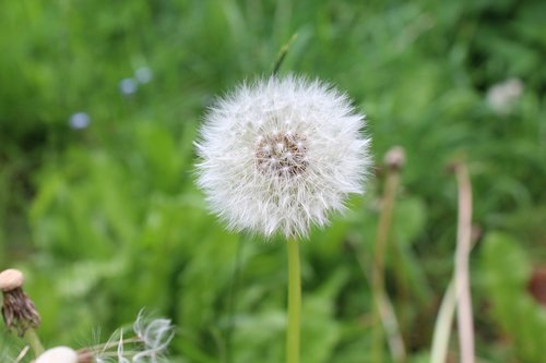 flower  nature  blossom