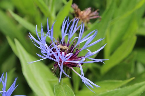 flower  nature  blossom