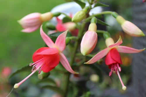 flower  nature  blossom